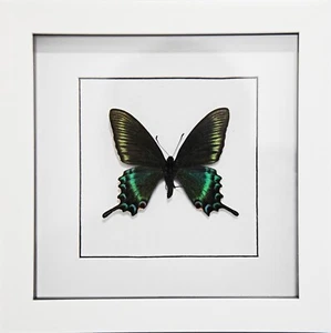 Cola de golondrina negra alpina, Papilio maackii FORMA DE PRIMAVERA, Mariposa enmarcada - Imagen 1 de 2