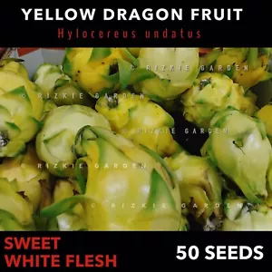 Yellow Dragon Fruit White Flesh, Tropical, Hylocereus undatus x 50 Seeds - Picture 1 of 7