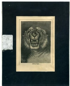 Antik Vintage "Afrikanischer Tiger" montiert Tierdruck Seite aus Buch - Bild 1 von 2