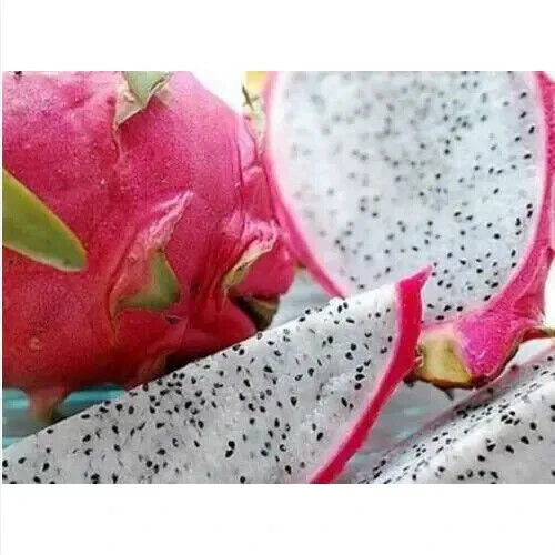 HYLOCEREUS UNDATUS - FRUIT DU DRAGON / PITAYA, 10 graines + CADEAU GRATUIT - Photo 1/1