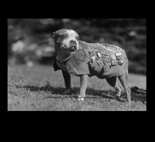 US Army Mascot Dog Stubby PHOTO Hero Sgt Stubby in Uniform, Bulldog WWI 1918
