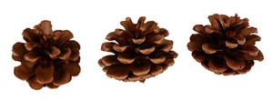 Apfel Von Pin 5,5 CM 3 Stück - Bild 1 von 2