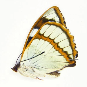 Mariposa/Nymphalidae sin montar - Mimathyma schrenckii ssp., macho, China - Imagen 1 de 1