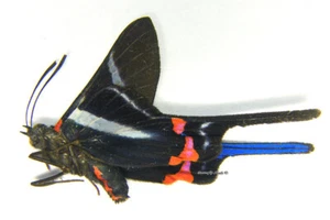 Unmounted Butterfly/Riodinidae - Rhetus arcius thia, male, A1/A- - Imagen 1 de 1