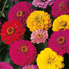 Dahlia Flowered Zinnia Mix, Elegans, Mixed Colors, Easy to Grow, FREE SHIPPING