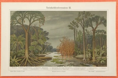 Steinkohlenformation Steinkohle  Geologie Farn  Lithographie und Holzstiche 1899 - Bild 1 von 4