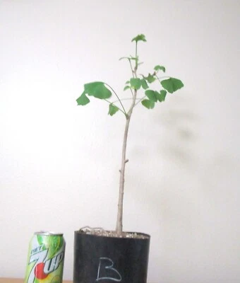 Gingko Biloba for mame shohin bonsai tree B - Image 1 of 2