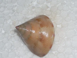 CALLIOSTOMA HALIARCHUS WONDERFUL - Bild 1 von 2