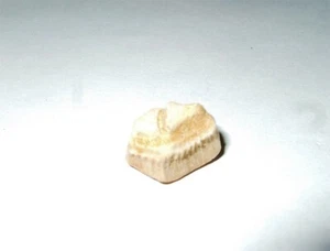 - Fossili - DENTE RHOMBODUS BINKHORSTI (5) marocco - Picture 1 of 1