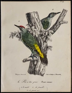 1830 - Paar Peak Grau - Selten Lithografie Antik Vogel- (Ornithologie) - Bild 1 von 3