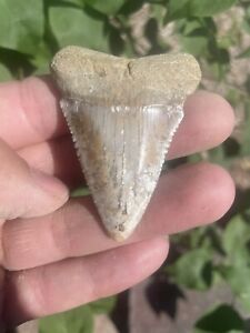 Large Fossil Great White Shark tooth 2.44”
