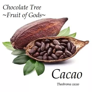 ~CACAO~ seedling Cocoa healthy Chocolate Tree Tropical Fruit small POT'D starter - Picture 1 of 11