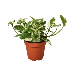 Pothos 'N'joy'-3" Pot / Nursery Pot - Picture 1 of 12