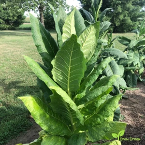 20 Burley Tobacco SEEDS - NICOTIANA RUSTICA + 5 seeds Sunflower - Picture 1 of 3