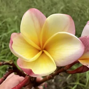 FRANGIPANI / Plumeria Lemon Drop (20-25cm Cutting) - Picture 1 of 6