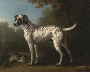 John Wootton : "A Grey Spotted Hound" (1738) - Giclee Fine Art Print - Picture 1 of 7