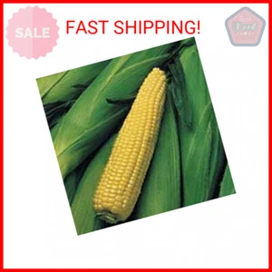 Kandy King Corn Seeds (((100 Seed Packet))) (More Heirloom, Non GMO, Vegetable, - Picture 1 of 1