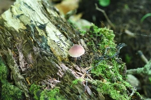 Bonnet Mushroom - Picture 1 of 1