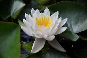Nymphaea "Gladstoniana" Water Lily Pond Plant - Picture 1 of 3