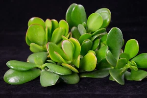 8 Fresh Healthy Crassula Ovata Succulent Cuttings - Jade Plant - Picture 1 of 5