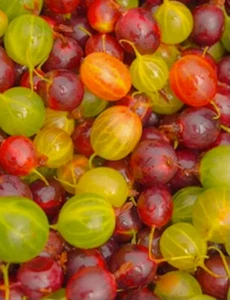 Raspberry red and yellow, gooseberry red, green, grapes blue ,summer raspberrie - Picture 1 of 5