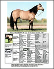 8.5 X 11" Quarter Horse   Hollywood Dun It   Picture with Pedigree