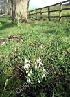 Photo 12x8 Snowdrops next to footpath near Ledston Hall A clump of snowdro c2012