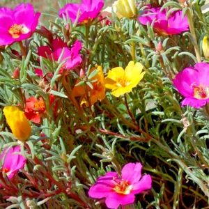 400 Samen Portulakröschen bunter Portulak-Mix Portulaca Grandiflora Balkonblume - Bild 1 von 3