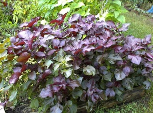 Purple Mint Perilla Plant (Beefsteak)Great Mint Over 500+ Seeds USA Home Grown - Picture 1 of 9