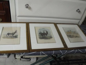 SET OF 3 MID 1800'S HAND COLORED EXOTIC GAME HANHART LITHOS BY J. WOLF & J. SMIT - Picture 1 of 10