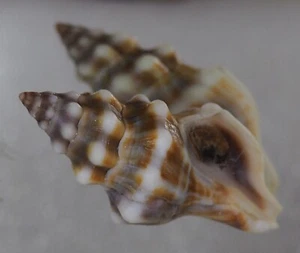 Fasciolaria Tarantinaea lignaria GRANDE - Imagen 1 de 2