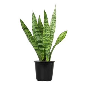 Live Snake Plant, Sansevieria Zeylanica, Indoor House Plant in Pot, Mother in - Picture 1 of 12