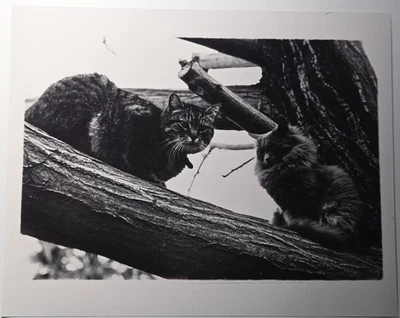 Vintage Photo Two Tabby Cats in Tree Sitting on Branch Overcast Day - Image 1 of 4