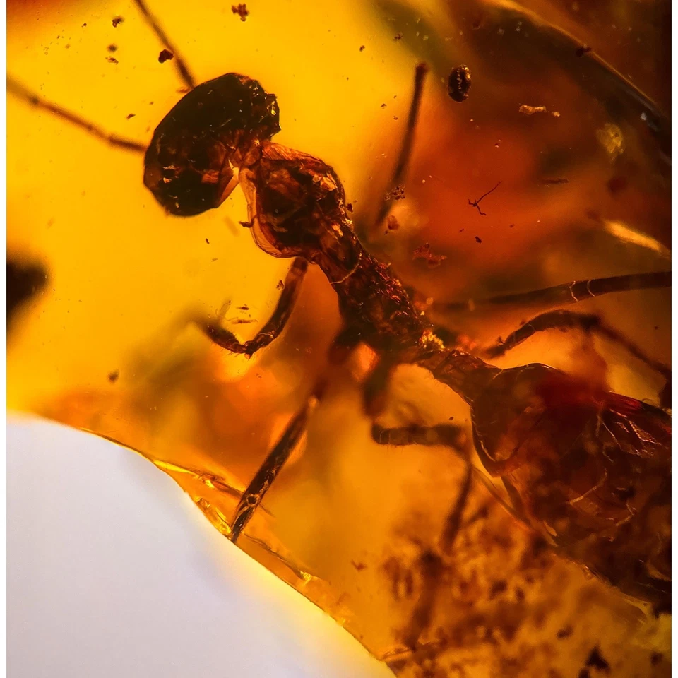 UNKNOWN INCLUSION in Burmese / Burmite amber fossil / 100% genuine amber  - Image 1 of 4