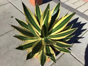 Agave lophantha quadricolor 2 Stück kleine mehrfarbige Ableger zusammen 4-farbig - Bild 1 von 15
