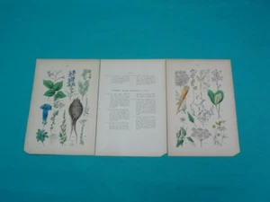 Original 1881 Pflanzen Atlas Floral Botanical Chromolithograph Plates 18 & 19 - Picture 1 of 14