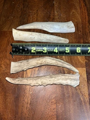 Antler Dog Chew - Small (4-6”) - Image 1 of 4