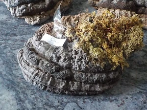 Large Horse's Hoof Bracket Fungus Crafts/Fire Lighting Etc Naturally Dried (C) - Picture 1 of 2