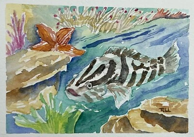 Roberta Larson Original Watercolor Painting Nassau Grouper Fine Art 6x8” Signed - Image 1 of 4
