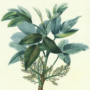 1835 Poiteau Pomologie Française Hand-Colored Folio Engraving, PISTACHIO PL.285 - Picture 1 of 8