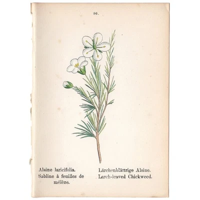 Antique 1879 botanical print hand-colored lithograph 96 Larch-leaved Chickweed - Image 1 of 2