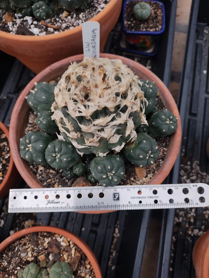  Cactus raros. Jordy muy grande, antiguo, raíces grandes, floración y fructificación  Foto 1 de 4