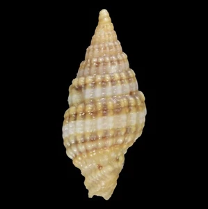 VEXILLUM MICA (Olango Isl., Philippines) 7.2mm #21315 - Picture 1 of 3