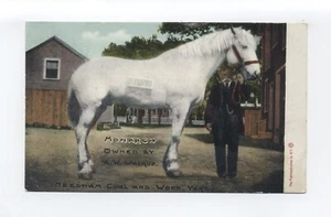Postal Needham MA, caballo de tiro blanco, A.W. Walkup dueño de patio de carbón y madera - Imagen 1 de 2