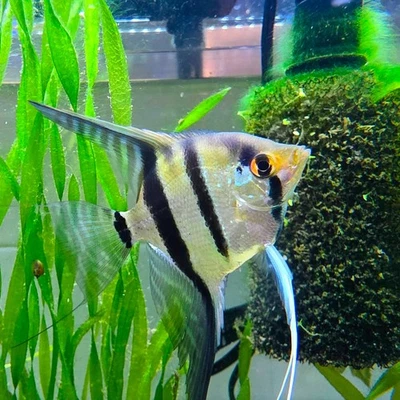 6 Juvenile Silver Angelfish Live Fish Quarter Size Free overnight Shipping - Image 1 of 4