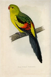 WT Greene Parrots in Captivity Rock Pepler Parrakeet Wildlife Print - Picture 1 of 4