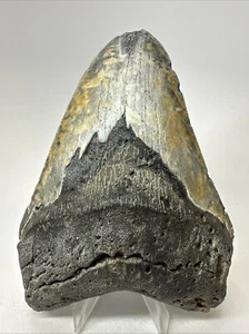 Megalodon Shark Tooth 5.04 inch - Colorful - Authentic Fossil - Natural 19147 - Picture 1 of 8
