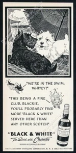 1949 Scottie Westie Strandschirm Kunst schwarz & weiß Scotch Whisky Vintage Druck Anzeige - Bild 1 von 7