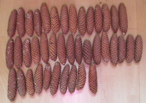 Tannenzapfen Fichtenzapfen 50 Stück groß 14-16 cm