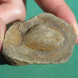 Muschelfossil Palaeoneilo magnifica Muschelfossilien aus dem Devon von Bolivien - Bild 1 von 9